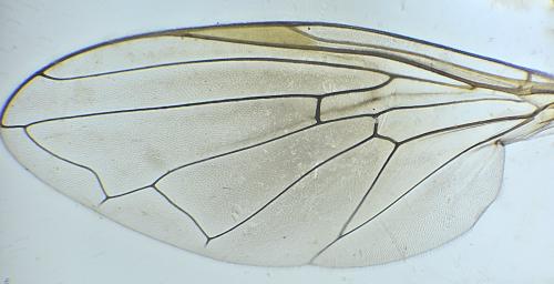 Heringia heringi